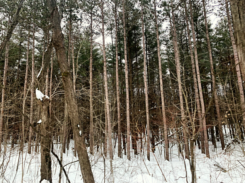 Tall trees pictured at eye level in the winter.